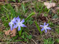 Scilla luciliae Sege by, Burlöv, Skåne, Sweden 20190323_0006