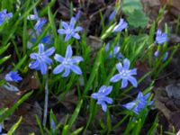 Scilla luciliae Skogsby, Mörbylånga, Öland, Sweden 20160409_0138