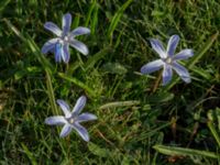 Scilla luciliae Vickleby kyrka, Mörbylånga, Öland, Sweden 20160409_0055