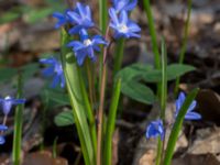 Scilla sardensis Furulund, Kävlinge, Skåne, Sweden 20170409_0073