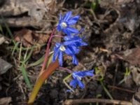 Scilla sardensis Lokstallarna, Malmö, Skåne, Sweden 20170325_0024