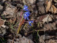 Scilla sardensis Lokstallarna, Malmö, Skåne, Sweden 20170325_0025