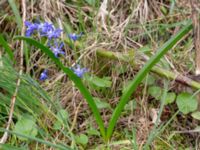 Scilla sardensis Lokstallarna, Malmö, Skåne, Sweden 20190414_0051