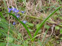 Scilla sardensis Lokstallarna, Malmö, Skåne, Sweden 20190414_0052