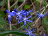 Scilla sardensis Lokstallarna, Malmö, Skåne, Sweden 20190414_0053