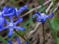 Scilla sardensis Lokstallarna, Malmö, Skåne, Sweden 20190414_0054