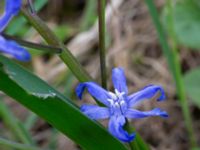 Scilla sardensis Lokstallarna, Malmö, Skåne, Sweden 20190414_0055