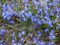 Scilla sardensis Runsten, Mörbylånga, Öland, Sweden 20160410_0024