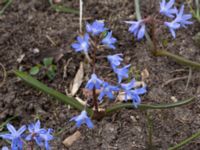 Scilla sardensis Runsten, Mörbylånga, Öland, Sweden 20160410_0028