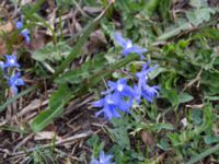 Scilla sardensis Runsten, Mörbylånga, Öland, Sweden 20160410_0030