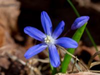 Scilla sardensis Scoutstugan, Bunkeflostrand, Malmö, Skåne, Sweden 20180411_0010