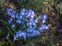 Scilla sardensis Vickleby kyrka, Mörbylånga, Öland, Sweden 20160409_0063