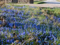 Scilla sardensis Vickleby kyrka, Mörbylånga, Öland, Sweden 20160409_0076