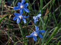 Scilla sardensis Vickleby kyrka, Mörbylånga, Öland, Sweden 20160409_0077