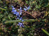 Scilla sardensis Vickleby kyrka, Mörbylånga, Öland, Sweden 20160409_0108