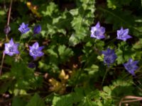 Triteleia laxa Ulricedal, Malmö, Skåne, Sweden 20190704_0007