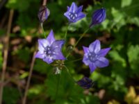 Triteleia laxa Ulricedal, Malmö, Skåne, Sweden 20190704_0008