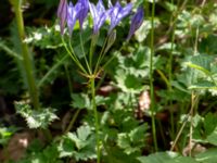 Triteleia laxa Ulricedal, Malmö, Skåne, Sweden 20190704_0009