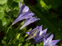 Triteleia laxa Ulricedal, Malmö, Skåne, Sweden 20190704_0012