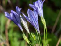 Triteleia laxa Ulricedal, Malmö, Skåne, Sweden 20190704_0015