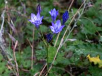 Triteleia laxa Ulricedal, Malmö, Skåne, Sweden 20190704_0017