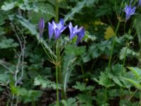 Triteleia laxa Ulricedal, Malmö, Skåne, Sweden 20190704_0020