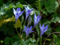 Triteleia laxa Ulricedal, Malmö, Skåne, Sweden 20190704_0023