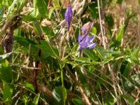 Triteleia laxa Ulricedal, Malmö, Skåne, Sweden 20190708_0068