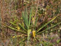 Yucca filamentosa Grusupplag Björkelundadammen, Malmö, Skåne, Sweden 20200808_0019