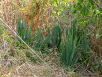 Yucca filamentosa Mavägen-Prästbergavägen, Lomma, Skåne, Sweden 20200818_0005