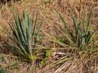 Yucca filamentosa Mavägen-Prästbergavägen, Lomma, Skåne, Sweden 20200818_0006