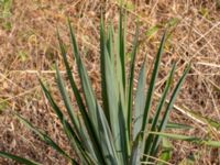 Yucca filamentosa Mavägen-Prästbergavägen, Lomma, Skåne, Sweden 20200818_0007