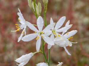 Anthericum liliago - St Bernard's Lily - Stor sandlilja