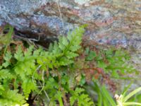 Asplenium adiantum-nigrum Solviken, Mölle, Höganäs, Skåne, Sweden 20150515_0105