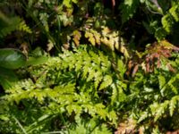 Asplenium adiantum-nigrum Solviken, Mölle, Höganäs, Skåne, Sweden 20150515_0108