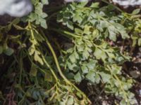 Asplenium ruta-muraria Gösslunda, Mörbylånga, Öland, Sweden 20160410_0098