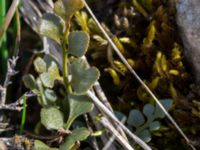 Asplenium ruta-muraria Gösslunda, Mörbylånga, Öland, Sweden 20160410_0116