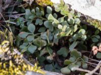 Asplenium ruta-muraria Gösslunda, Mörbylånga, Öland, Sweden 20160410_0119