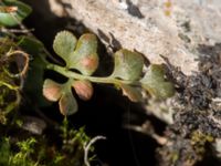 Asplenium ruta-muraria Gösslunda, Mörbylånga, Öland, Sweden 20160410_0120