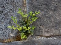 Asplenium ruta-muraria Lunds domkyrka, Lund, Skåne, Sweden 20150427_0005