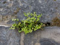 Asplenium ruta-muraria Lunds domkyrka, Lund, Skåne, Sweden 20150427_0007