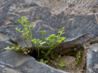 Asplenium ruta-muraria Lunds domkyrka, Lund, Skåne, Sweden 20150427_0008