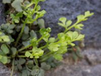 Asplenium ruta-muraria Lunds domkyrka, Lund, Skåne, Sweden 20150427_0010