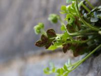 Asplenium ruta-muraria Lunds domkyrka, Lund, Skåne, Sweden 20150427_0011