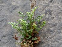 Asplenium ruta-muraria Lunds domkyrka, Lund, Skåne, Sweden 20180620_0123