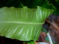 Asplenium scolopendrium Sönnerbergen, Onsala, Kungsbacka, Halland, Sweden 20150721_0028