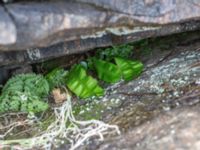 Asplenium scolopendrium Sönnerbergen, Onsala, Kungsbacka, Halland, Sweden 20150721_0035