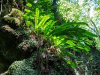 Asplenium scolopendrium Svirskoye ushele, Lazarevskoye, Krasnodar, Russia 20160913B_0435