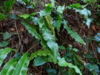 Asplenium scolopendrium Svirskoye ushele, Lazarevskoye, Krasnodar, Russia 20160913_0409