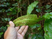 Asplenium scolopendrium Svirskoye ushele, Lazarevskoye, Krasnodar, Russia 20160913_0410